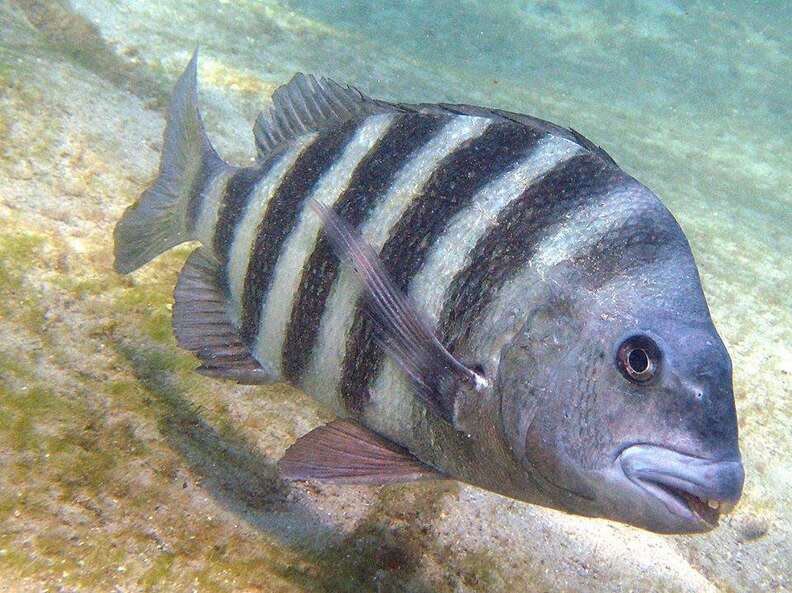 sheepshead fish human teeth photos