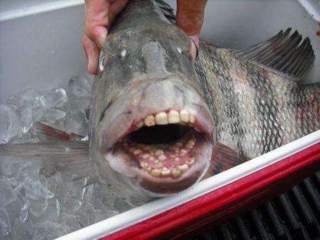 sheepshead fish human teeth photos