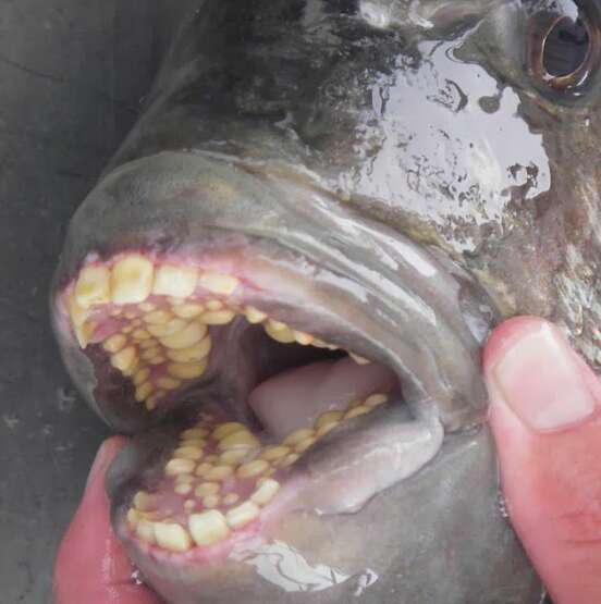 sheepshead fish human teeth photos