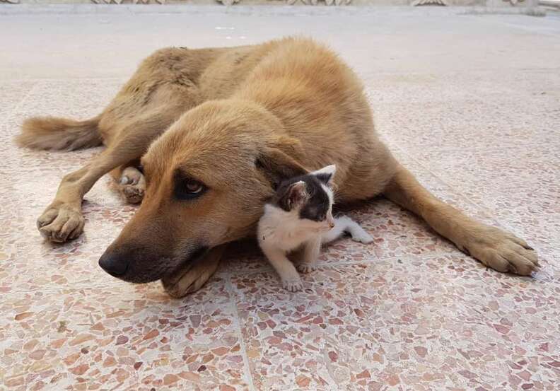 Dog and cat cuddling together