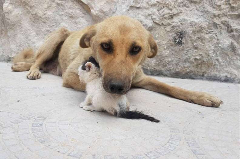Dog cuddling with tiny kitten