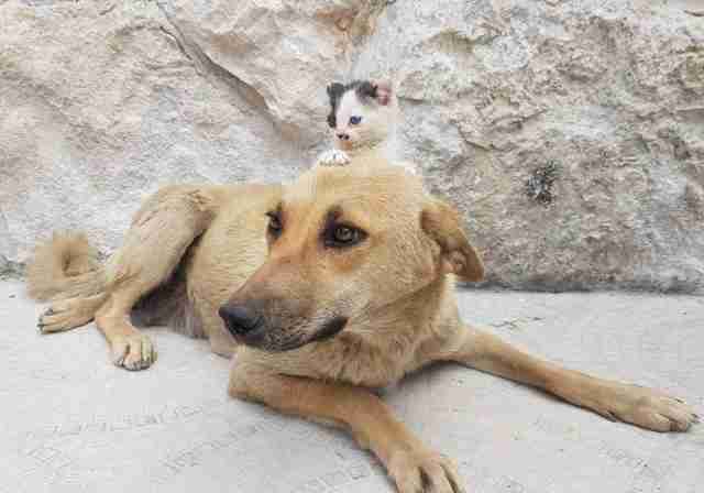 Gatinho sentado em cima da cabeça do cão 