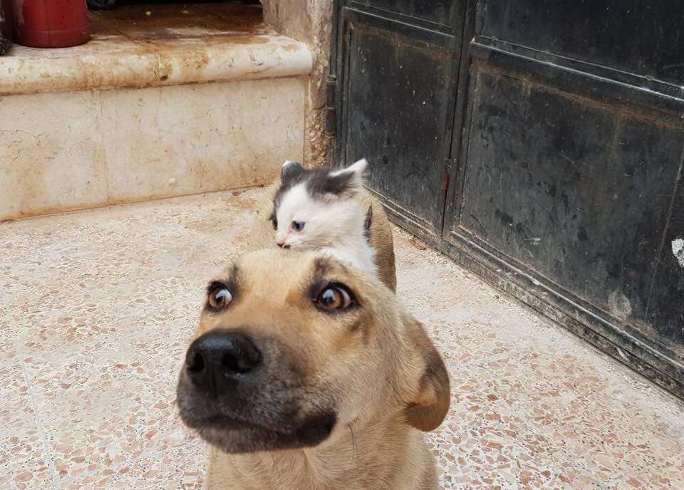 Tiny kitten crawling on top of dog