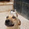 Dog and cat cuddling together