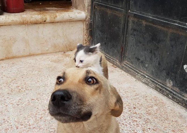Gatinho minúsculo rastejando em cima do cão