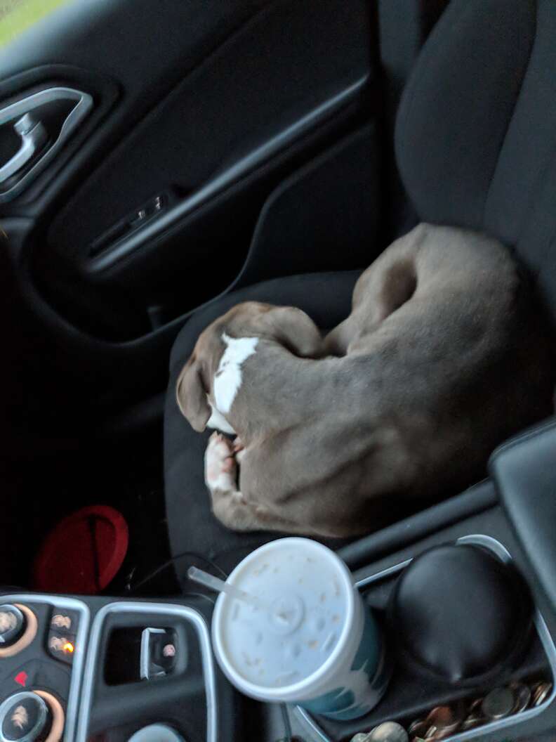 Pit bull rescued from apartment building