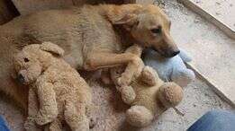 Stray dog sleeping with stuffed animals