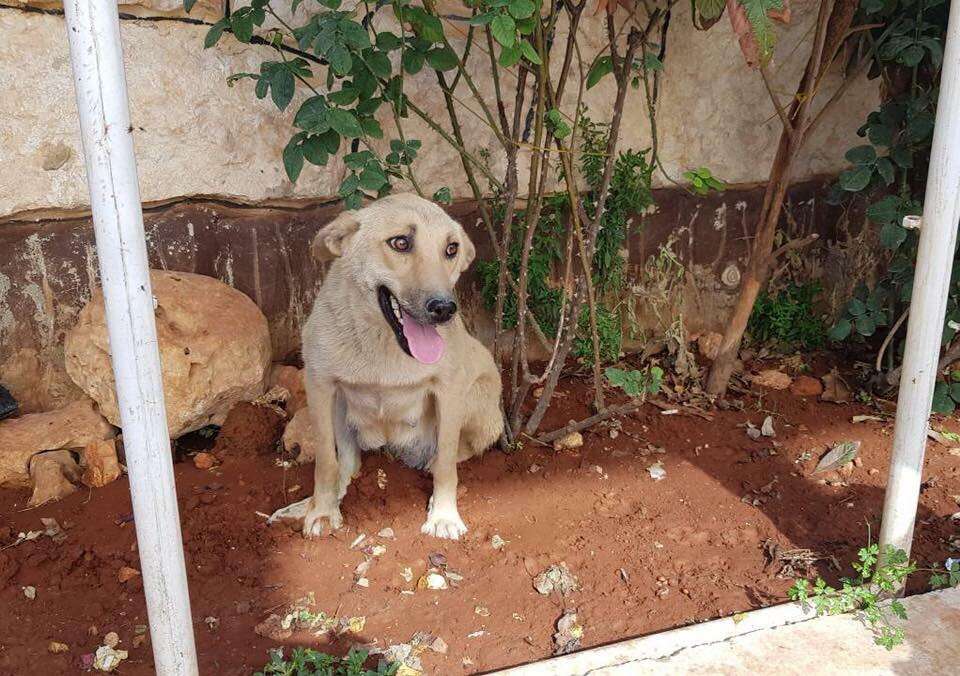 Stray dog sitting in dirt