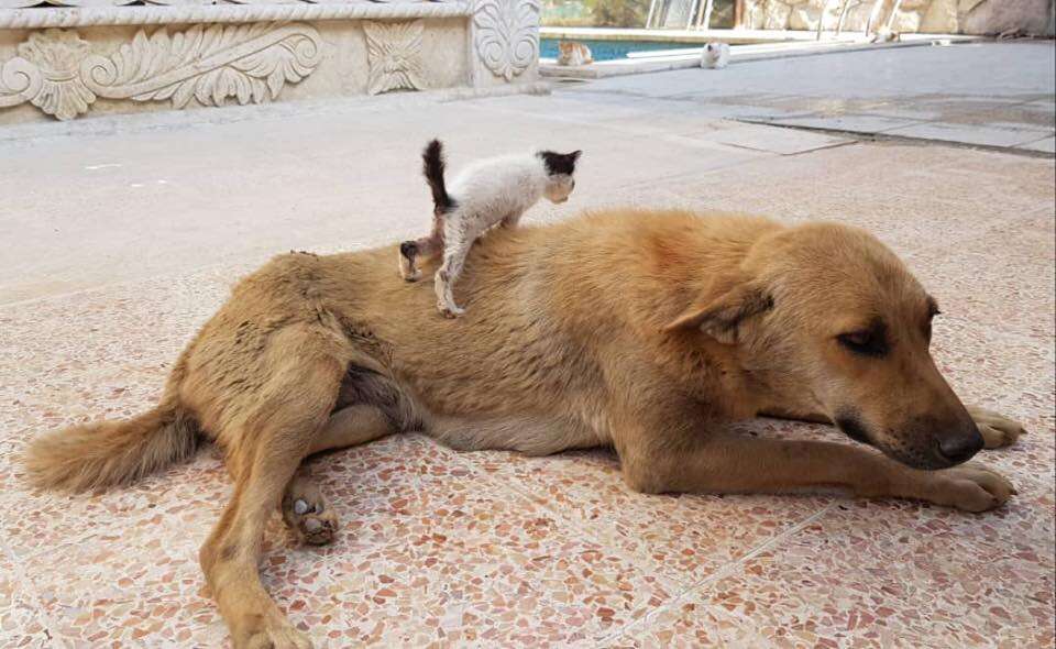 Kitten ready to climb up on dog