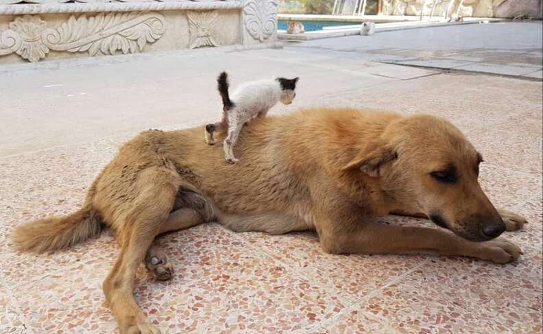 Kitten ready to climb up on dog