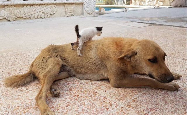 Gatinho pronto para subir no cão