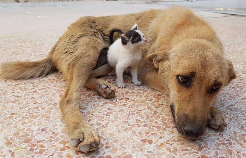 Little kitten sniffing big dog