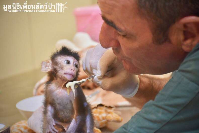 Pet Macaque Monkey Eats First Real Meal In Months After Rescue The Dodo