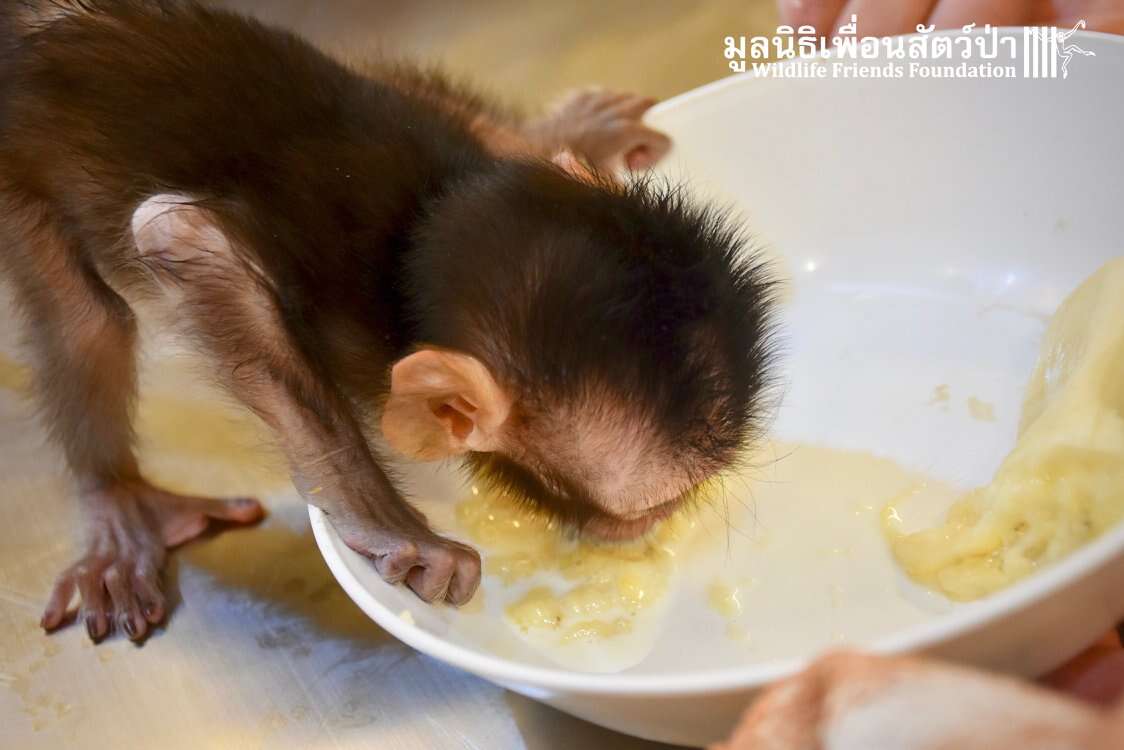 Hungry 'pet' macaque arrives at rescue center in Thailand