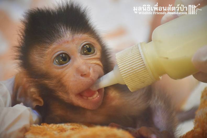 Pet Macaque Monkey Eats First Real Meal In Months After Rescue The Dodo