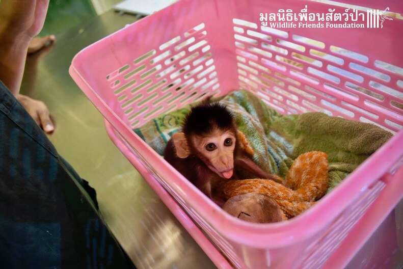 Pet Macaque Monkey Eats First Real Meal In Months After Rescue The Dodo Pet Macaque Monkey Eats First Real Meal In Months After Rescue The Dodo