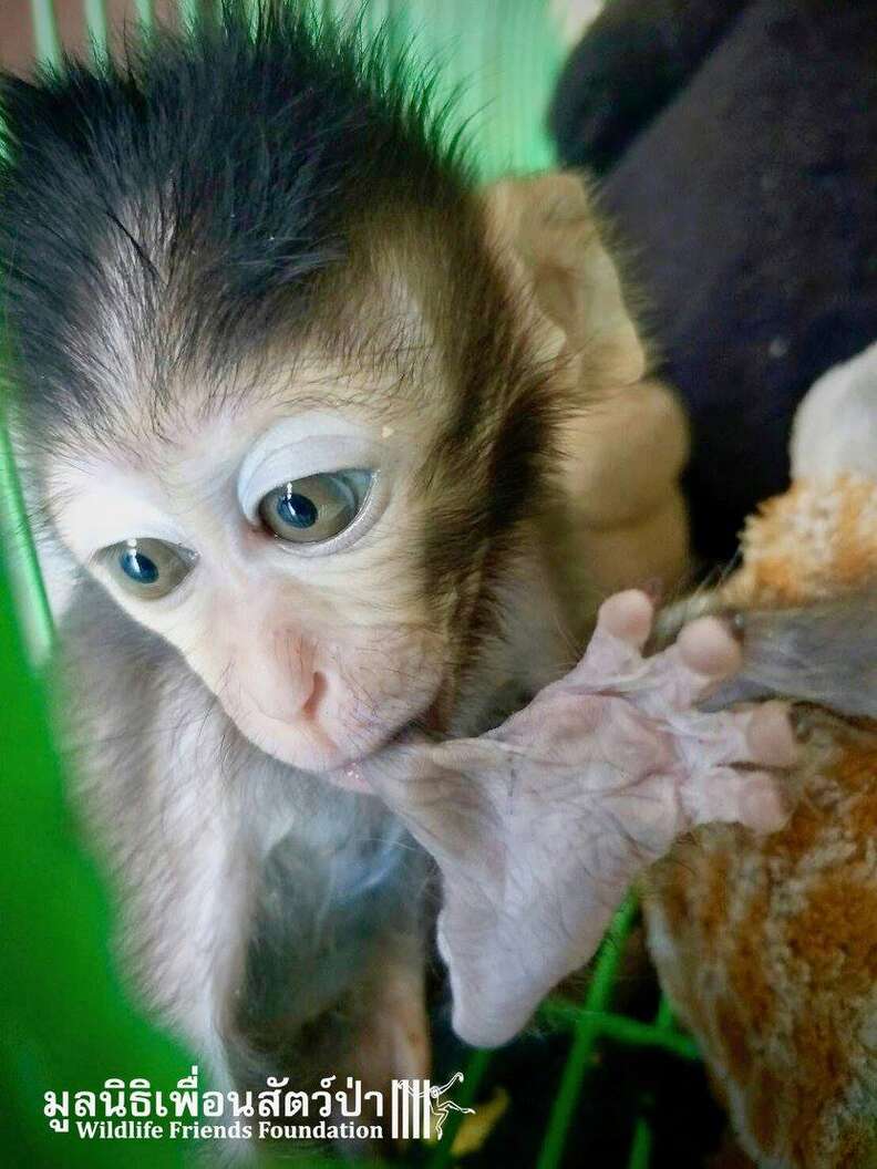 Pet Macaque Monkey Eats First Real Meal In Months After Rescue The Dodo Pet Macaque Monkey Eats First Real Meal In Months After Rescue The Dodo