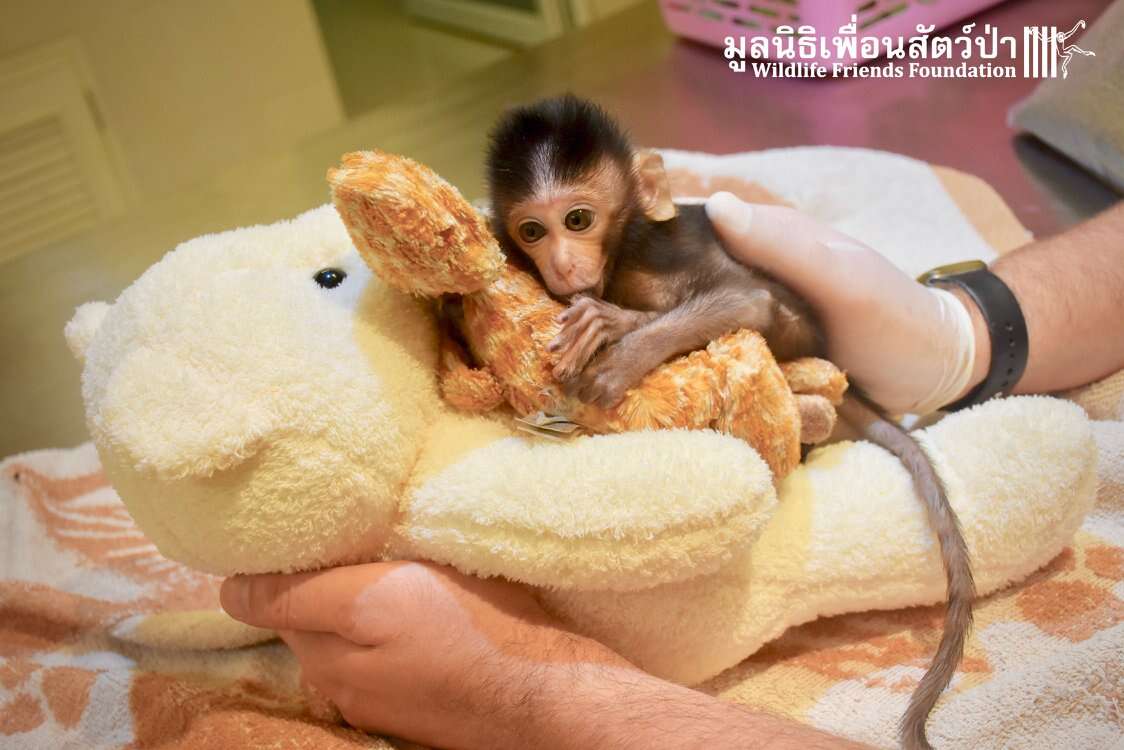 Hungry 'pet' macaque arrives at rescue center in Thailand
