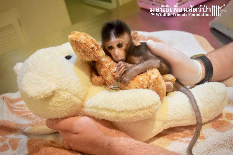 Pet Macaque Monkey Eats First Real Meal In Months After Rescue The Dodo Pet Macaque Monkey Eats First Real Meal In Months After Rescue The Dodo