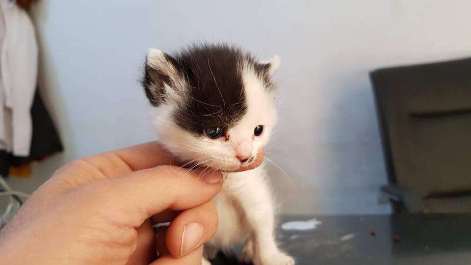 Person petting tiny kitten