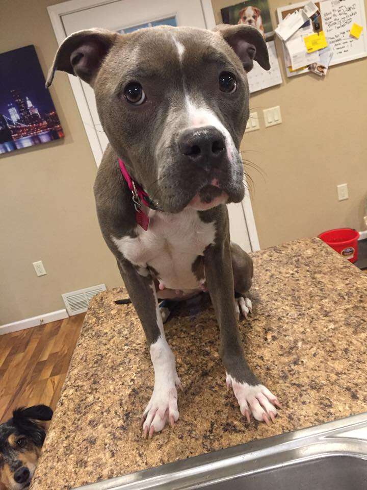 Lady Eliza visits the vet after being rescued