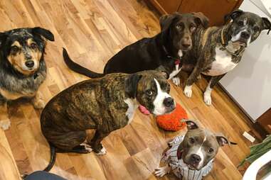 Eliza the pit bull with other rescue dogs