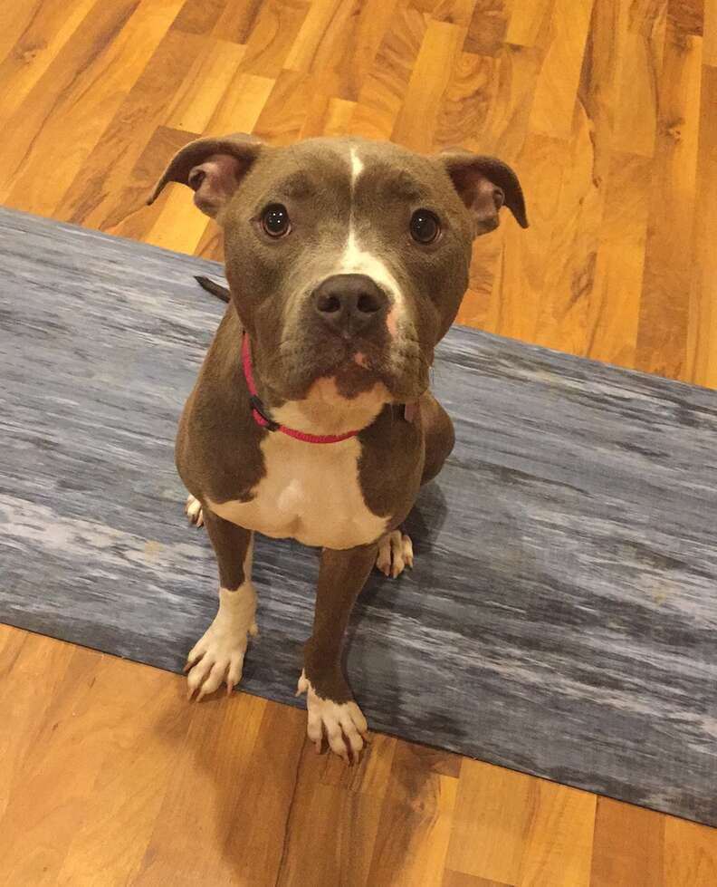 Lady Eliza the pit bull in her foster home