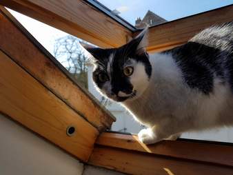 cat loves playing on the roof and plays hide and seek to come back inside
