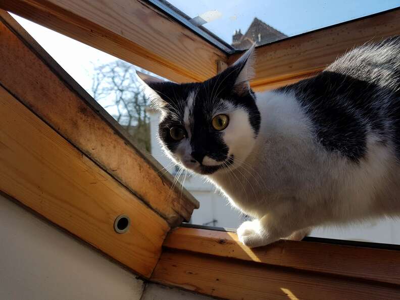 cat loves playing on the roof and plays hide and seek to come back inside
