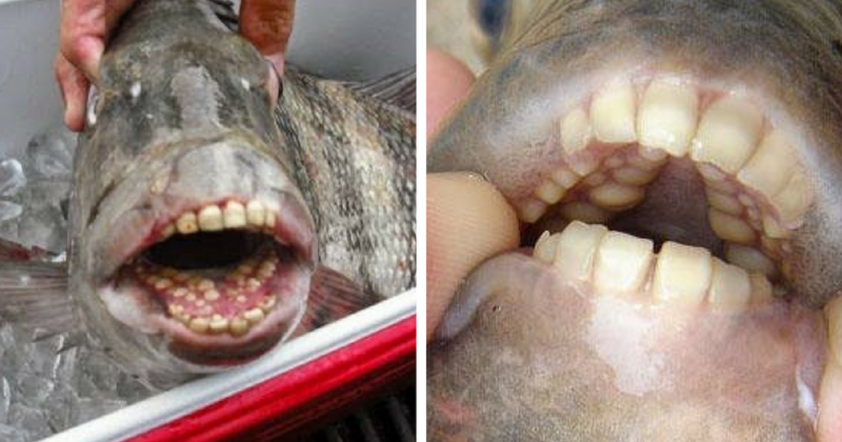 Fish That Has Human Teeth