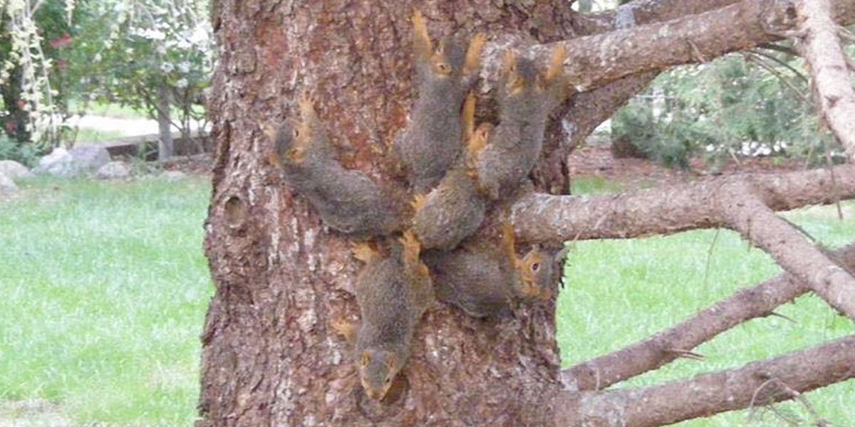 Baby Squirrels With Tangled Tails Get A Little Help From Rescuers The Dodo