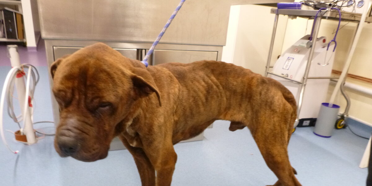 Abandoned Dogs On Brink Of Starvation Make A Full Recovery - The Dodo