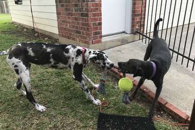 Rescue dogs Lucy and Rosie play in San Antonio, Texas
