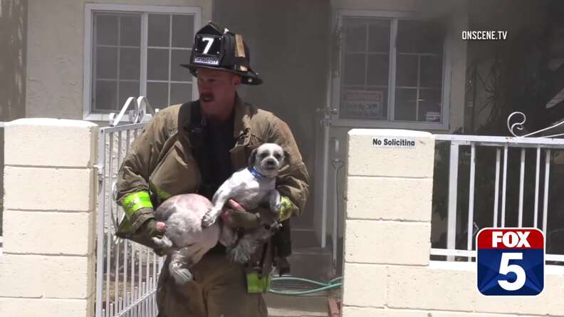 Firefighter Enters Burning Home To Save Two Dogs Trapped Inside - The Dodo