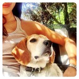 royal dog meghan markle