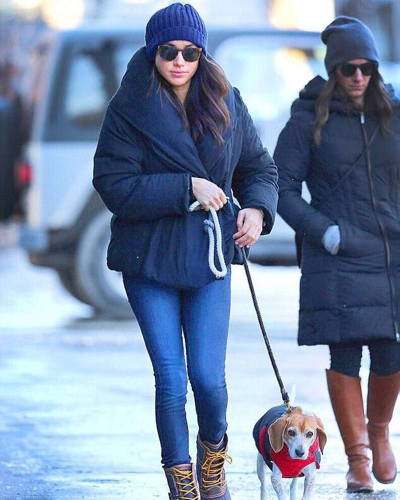 royal dog guy meghan markle