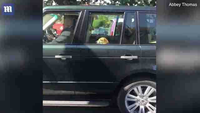 cão de salvamento de mark do meghan