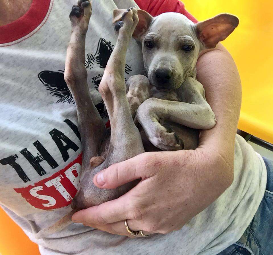 Woman holding puppy in her arms