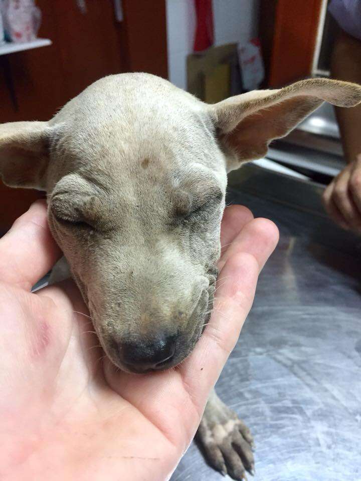 Person holding head of emaciated puppy