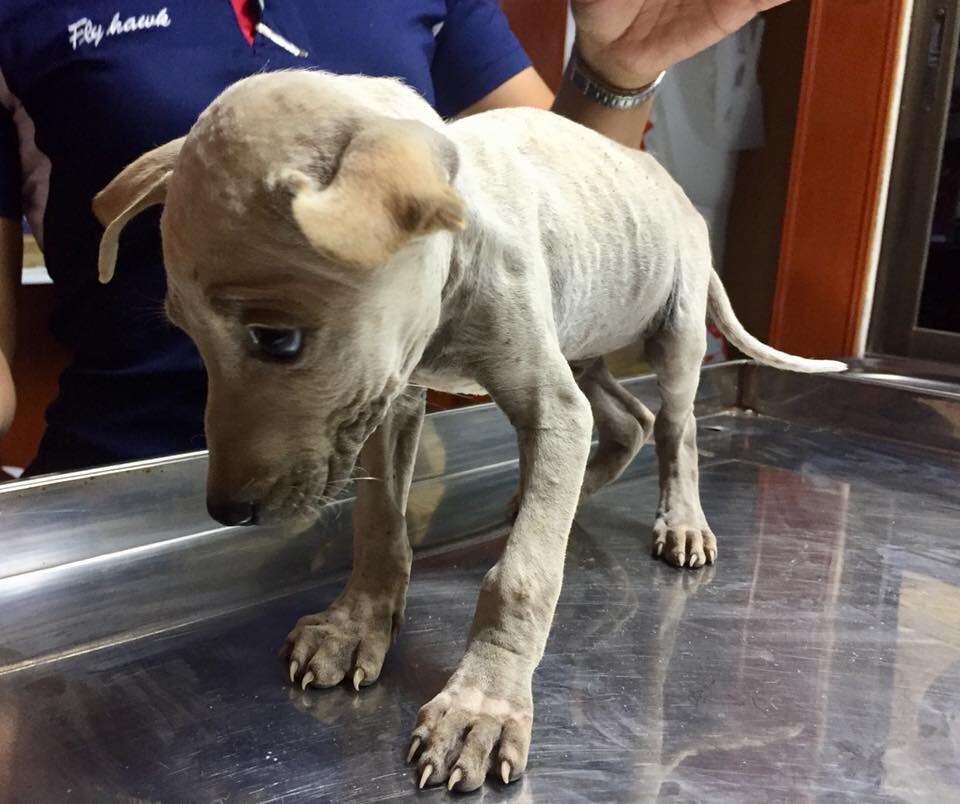 Person holding head of emaciated puppy