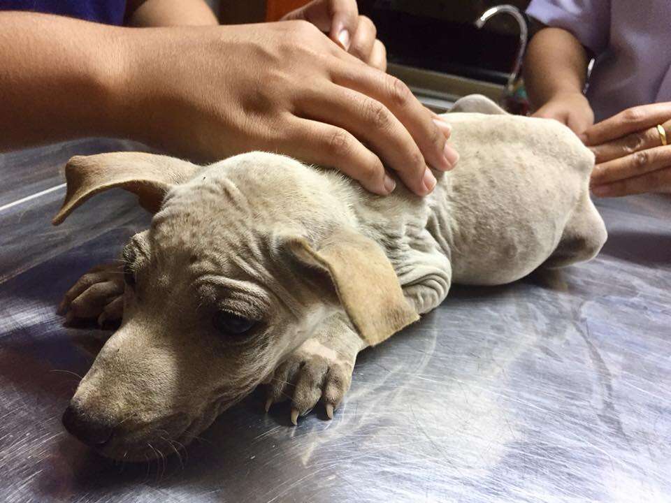 Sick and skinny puppy lying on vet table