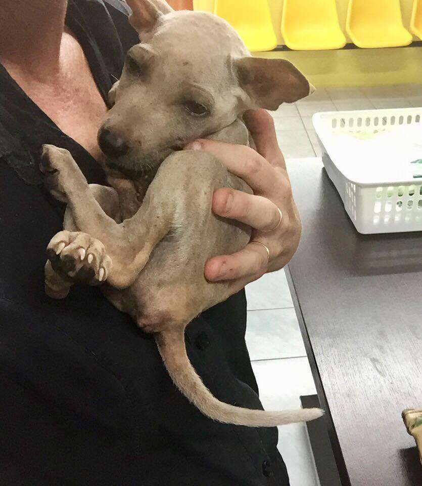 Woman carrying puppy in her arms