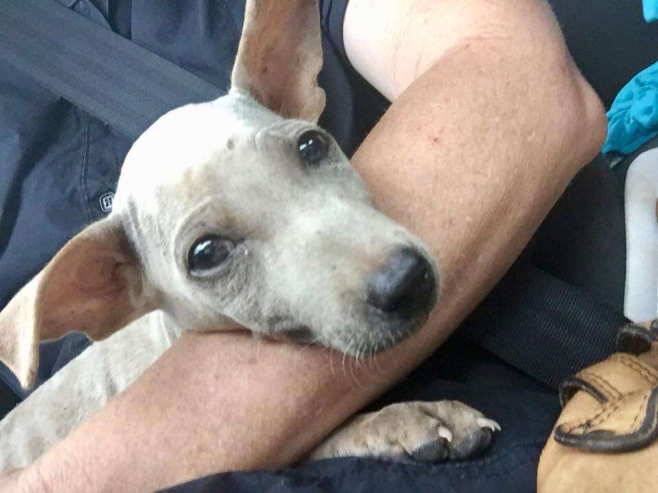 Woman holding dog on her lap