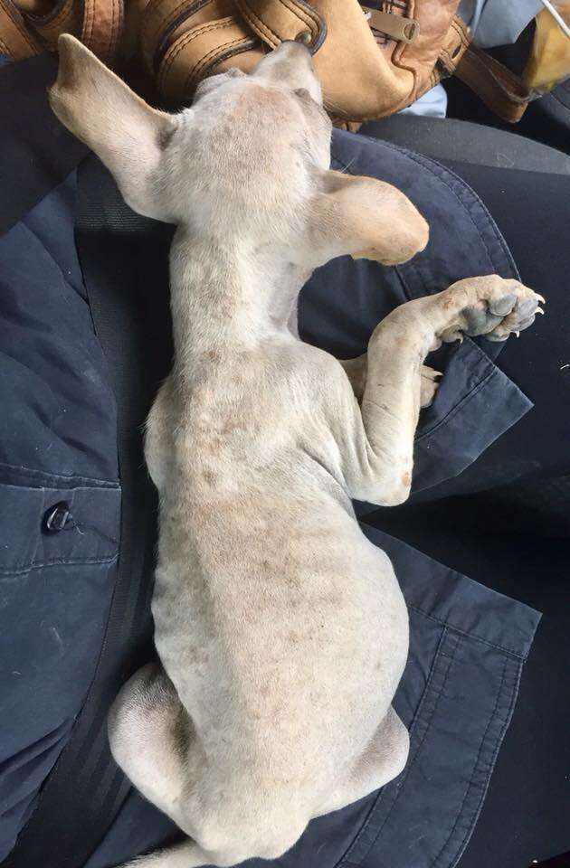 Puppy lying on woman's lap