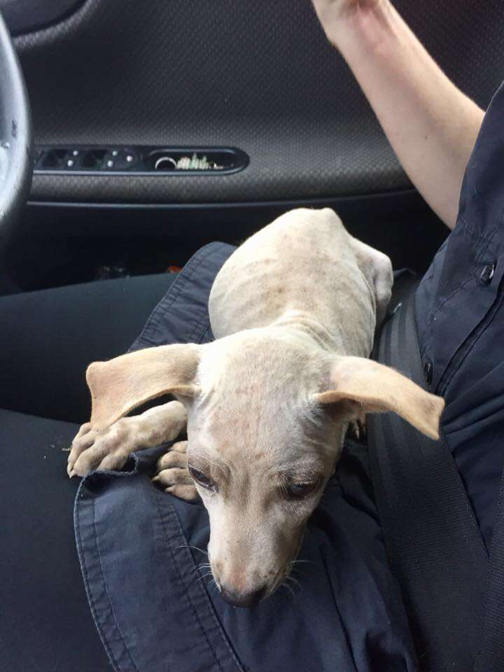 Puppy sleeping on woman's lap