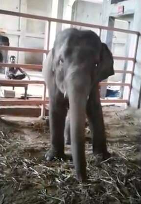 elephant calf india circus
