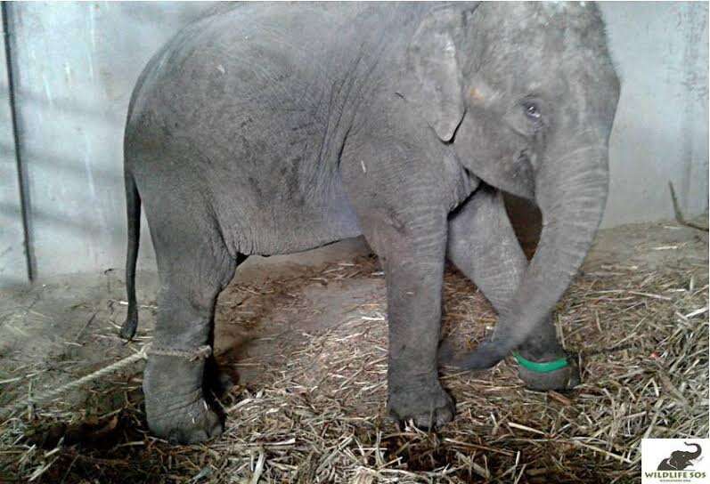 elephant calf circus india