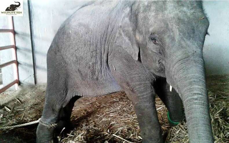 elephant calf baby circus