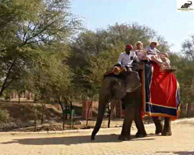 elephant rides india