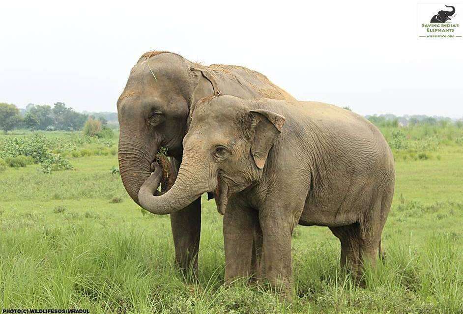 circus elephant rescue india